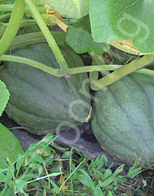 Cucurbita pepo 'Table Queen'